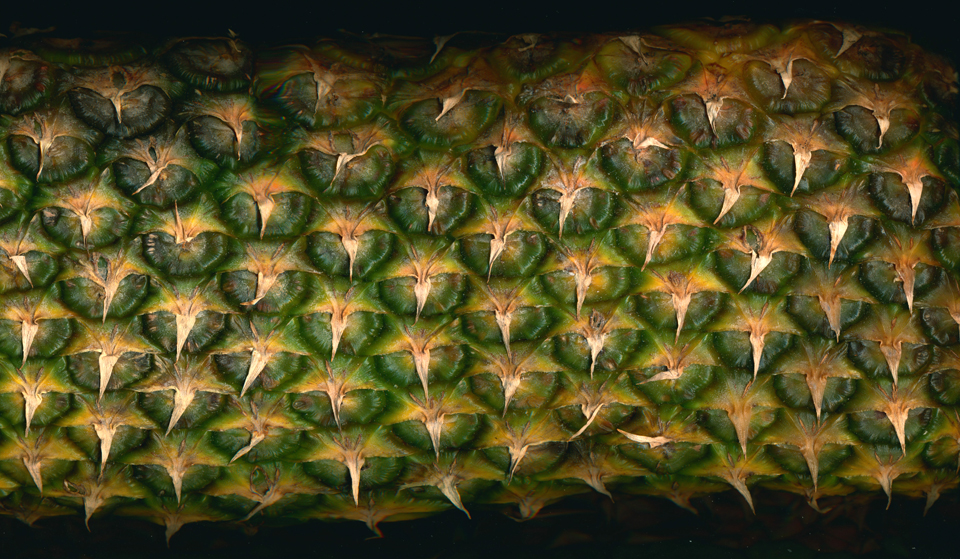 Pineappowls1